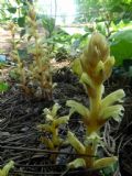 Orobanche hederae